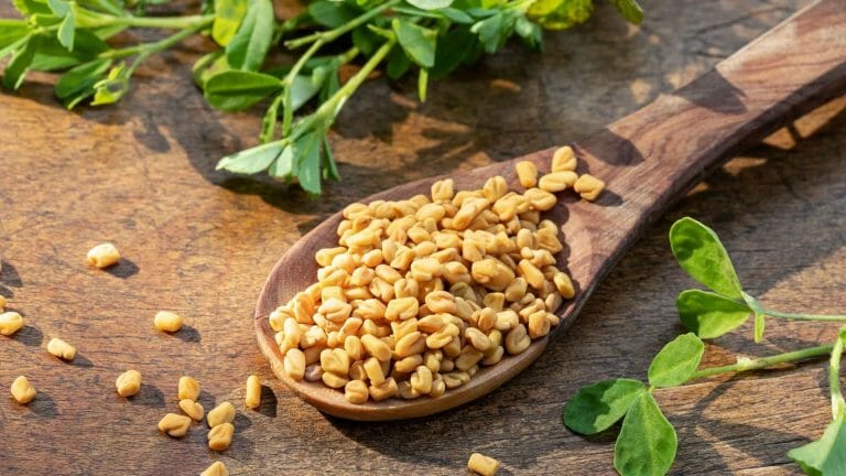 Fenugreek