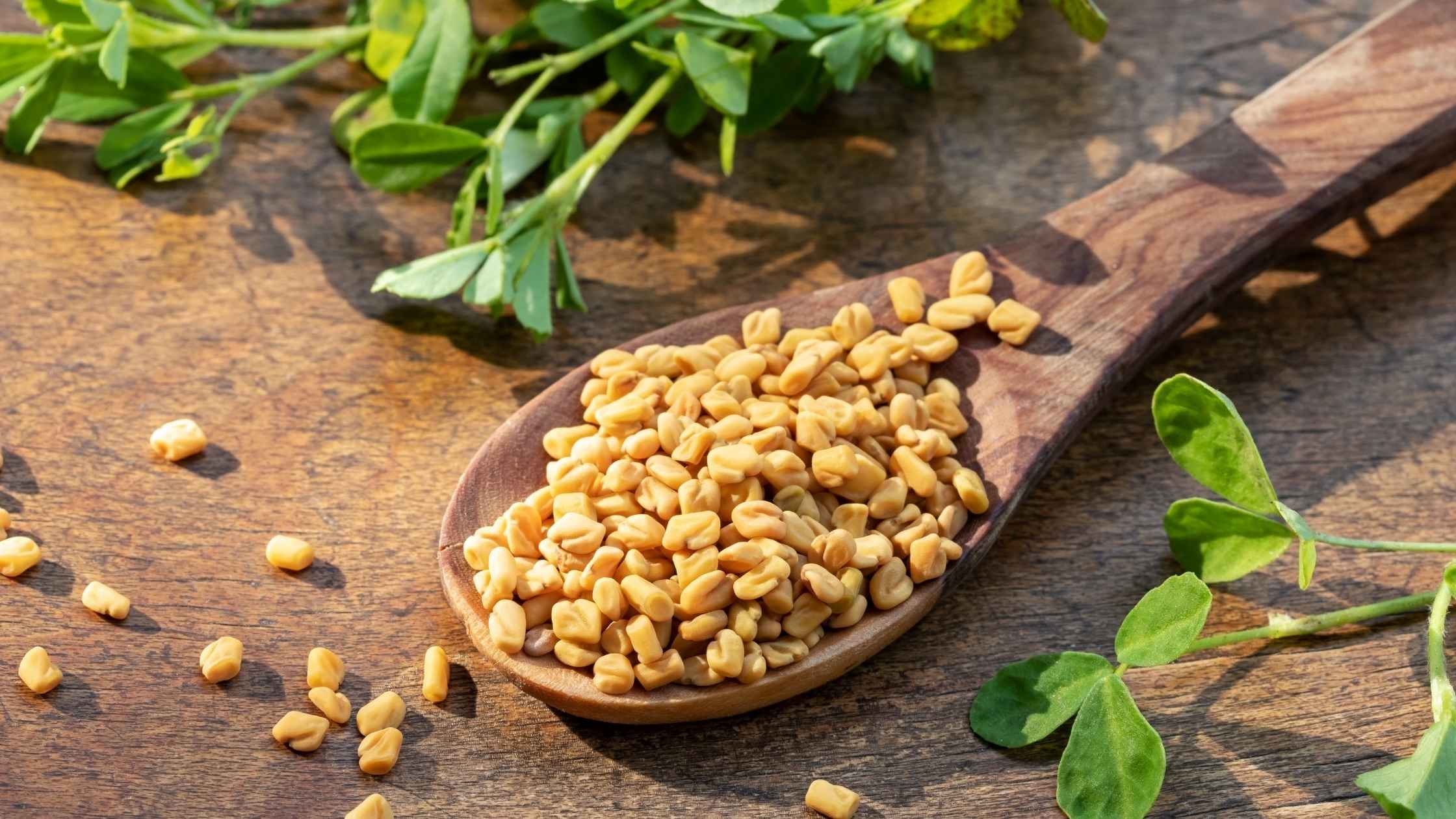 Fenugreek